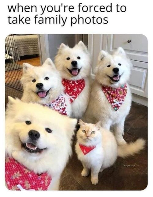 family photo cat with dogs.jpg